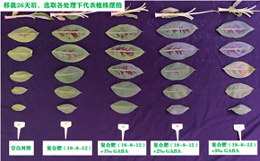 复合肥添加2‰GABA显著促进香蕉鲜重和根系生长的试验报告