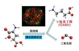 γ-氨基丁酸（GABA）提高植物对钙、镁、硼等元素吸收50%以上