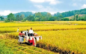 破解化肥价格暴涨影响我国粮食安全的对策与建议